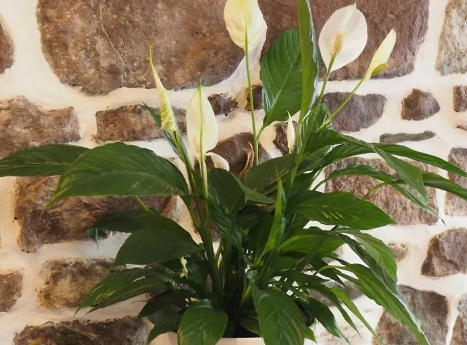 Camino Real Gæstehus